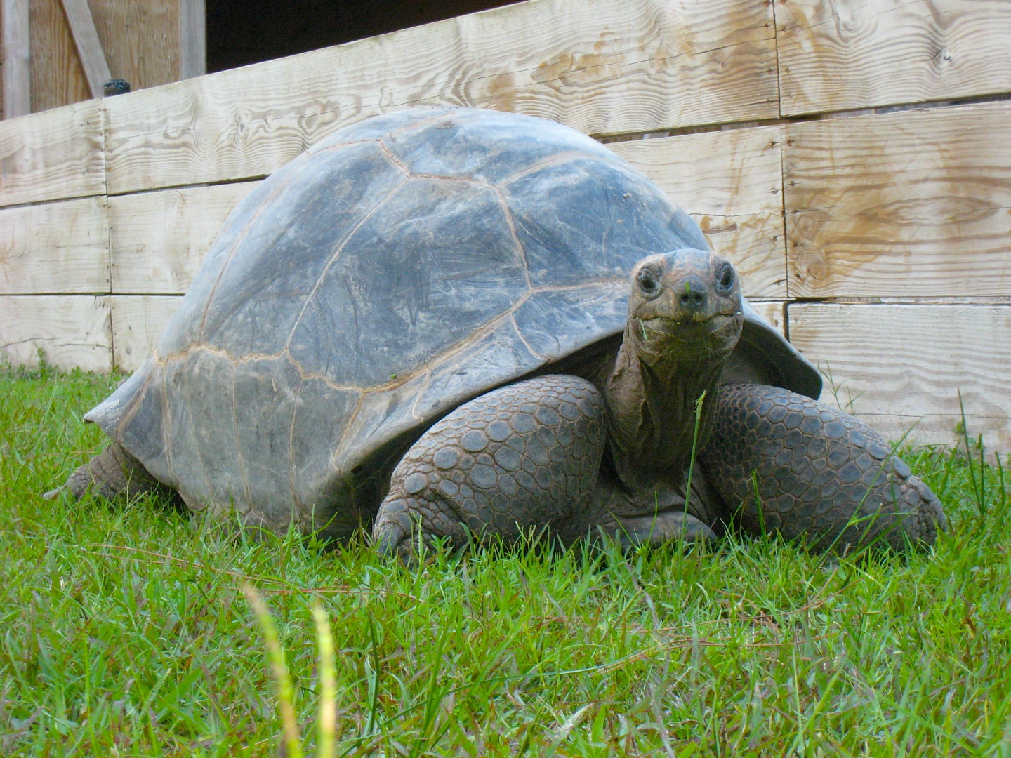 ALDABRA BREEDER