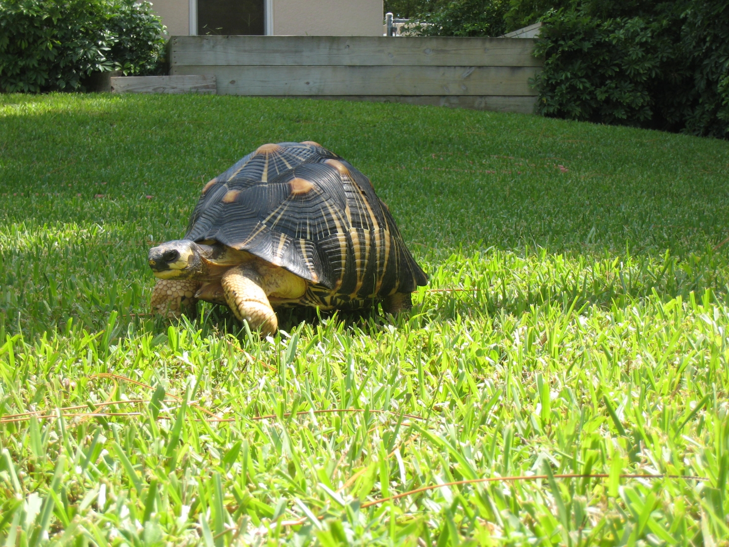 ALDABRA BREEDER