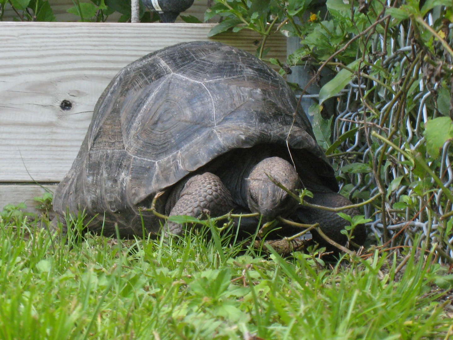 ALDABRA BREEDER