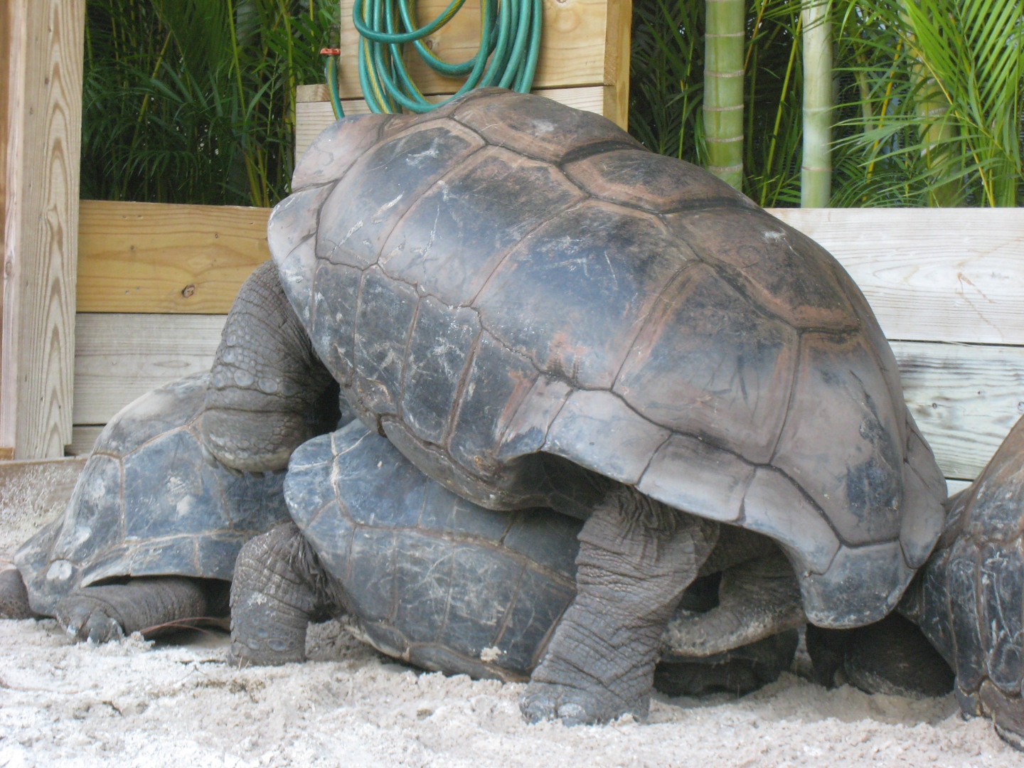 ALDABRA BREEDER