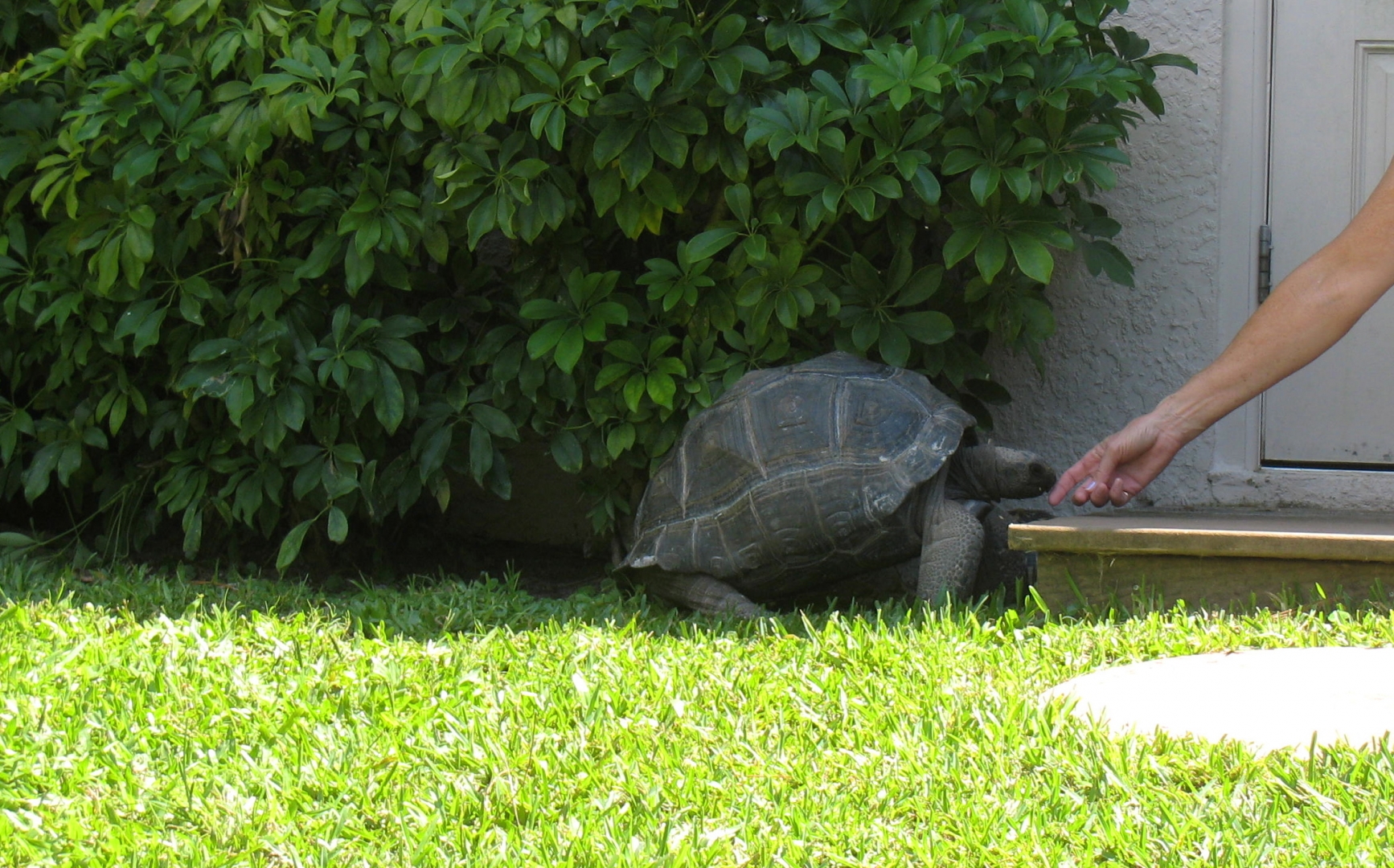 ALDABRA BREEDER