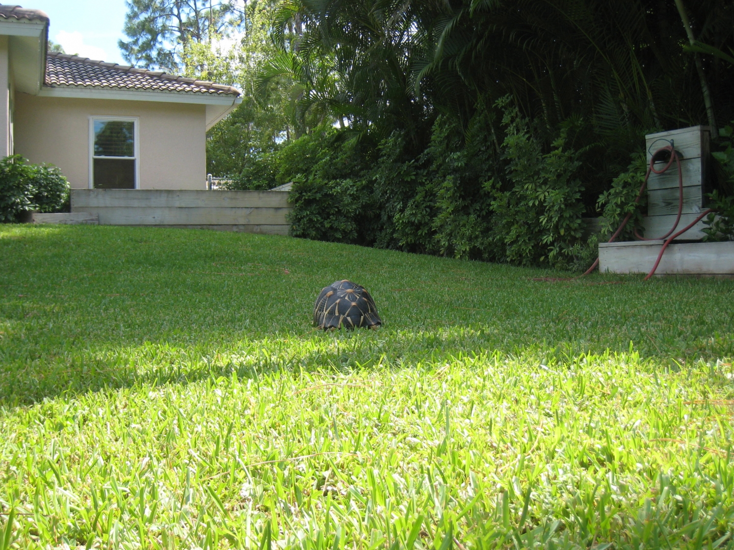 ALDABRA BREEDER