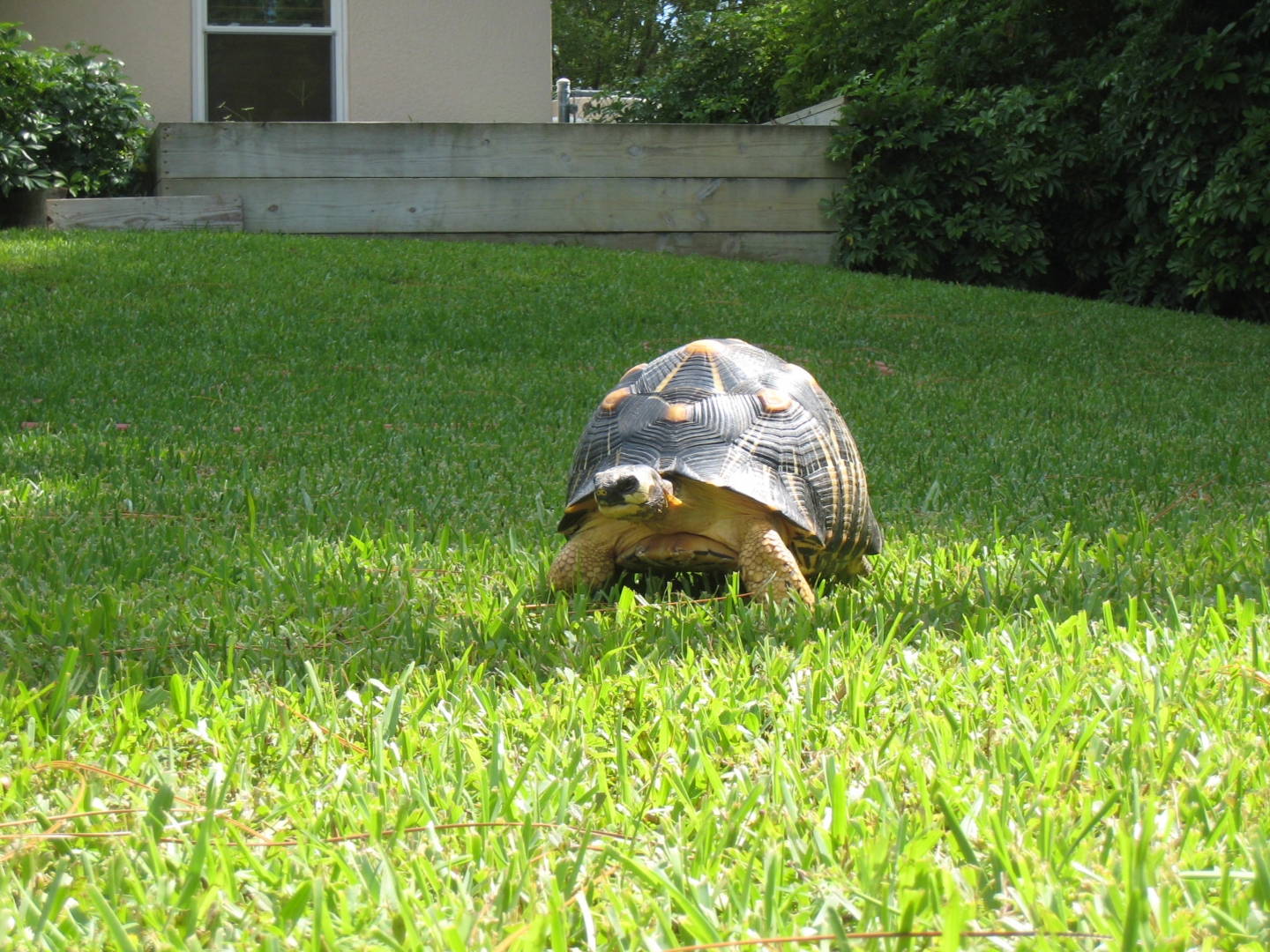 ALDABRA BREEDER