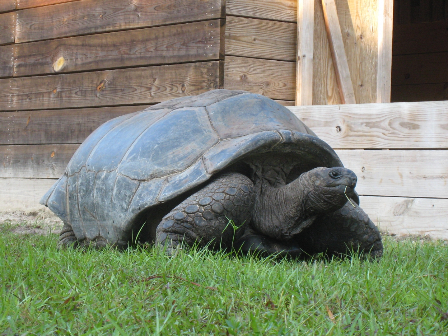 ALDABRA BREEDER