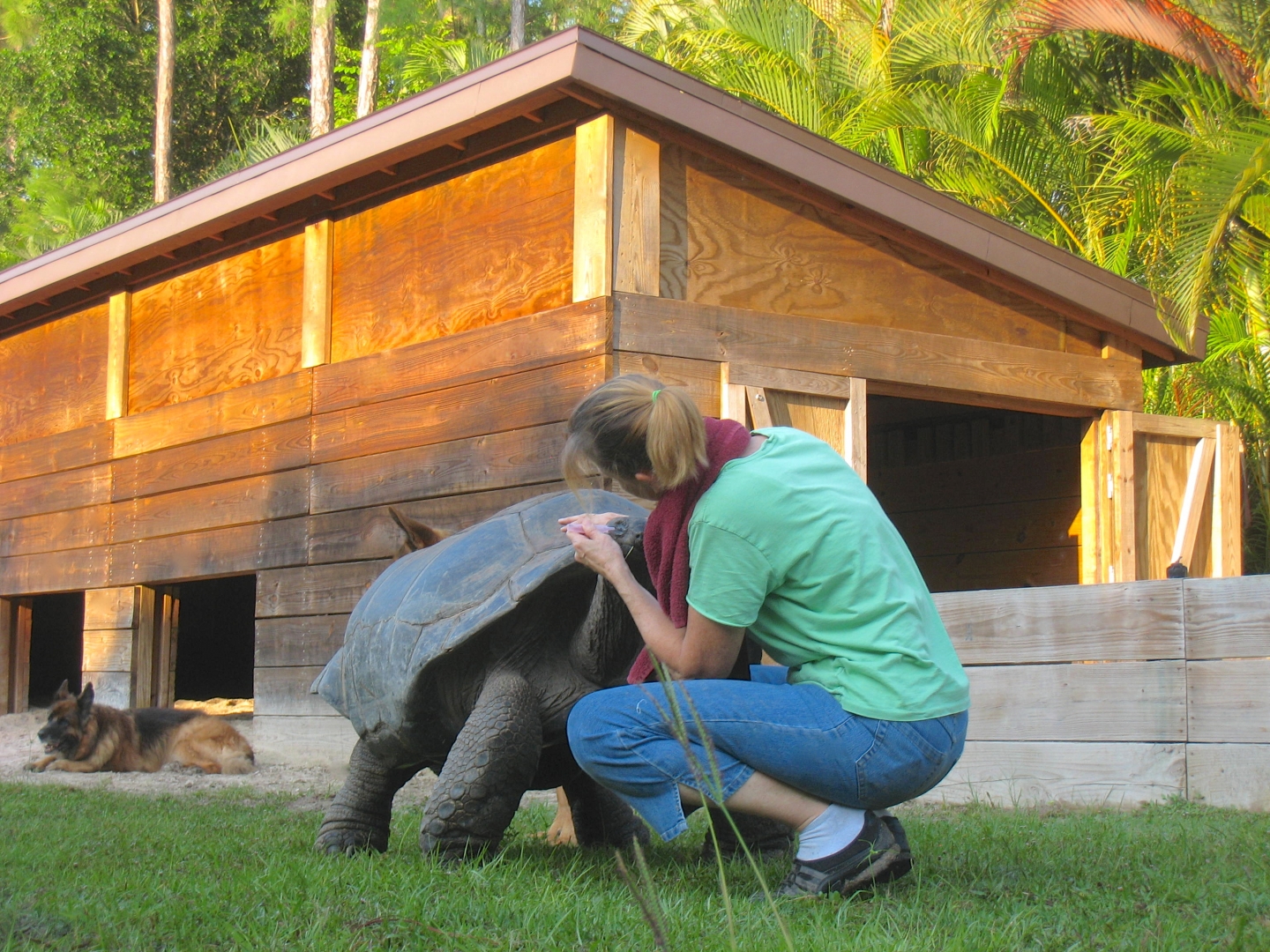 ALDABRA BREEDER