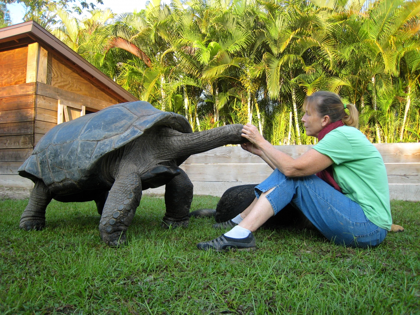 ALDABRA BREEDER