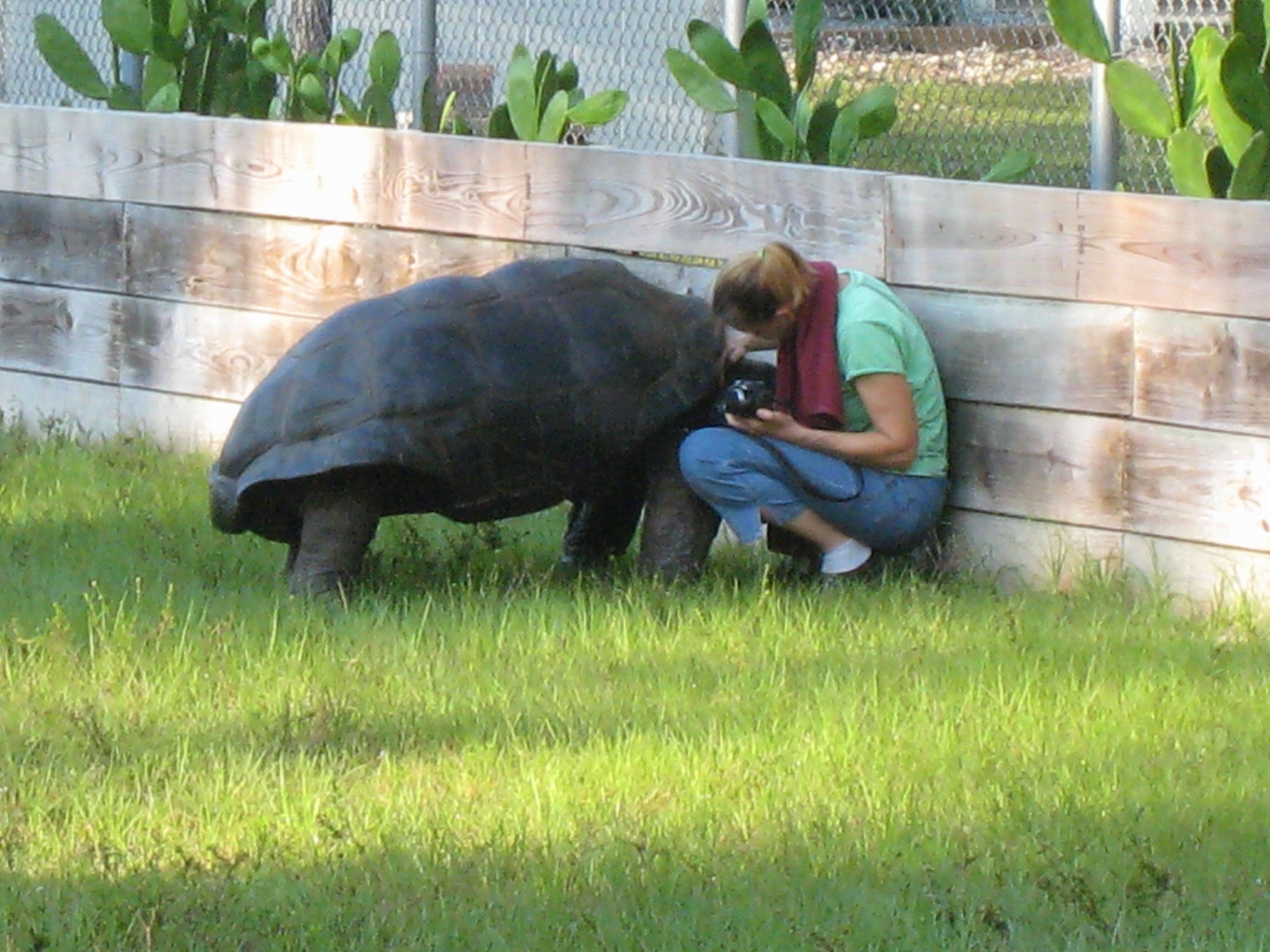 ALDABRA BREEDER