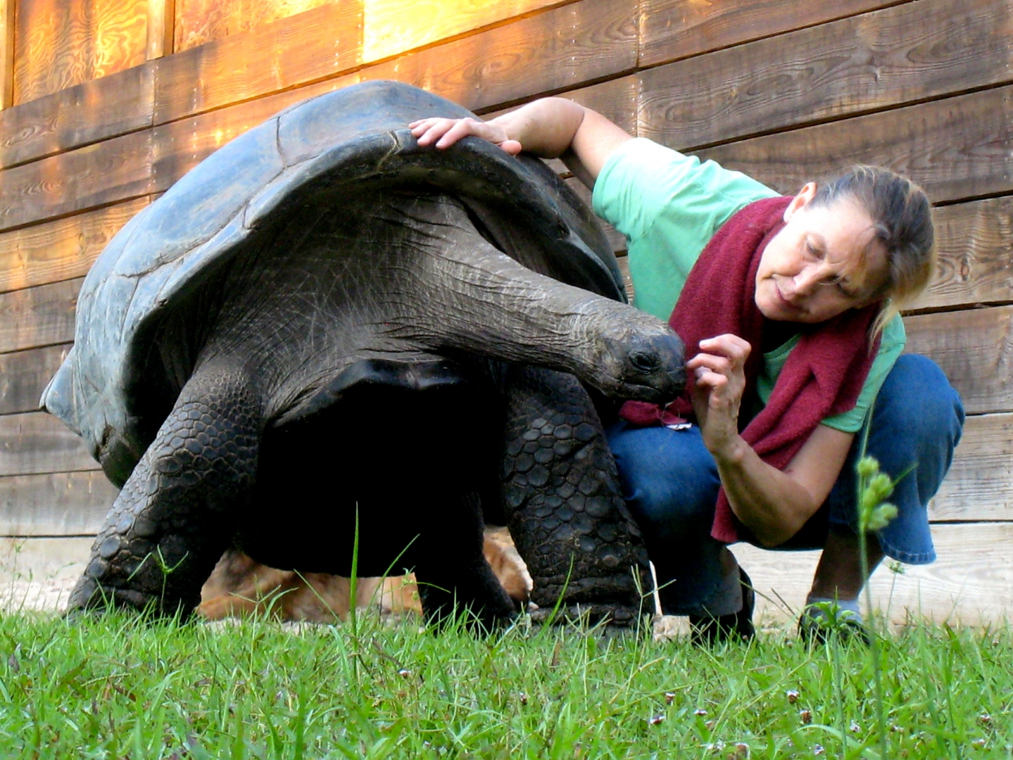 ALDABRA BREEDER