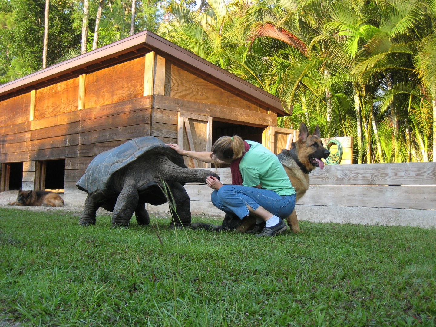 ALDABRA BREEDER