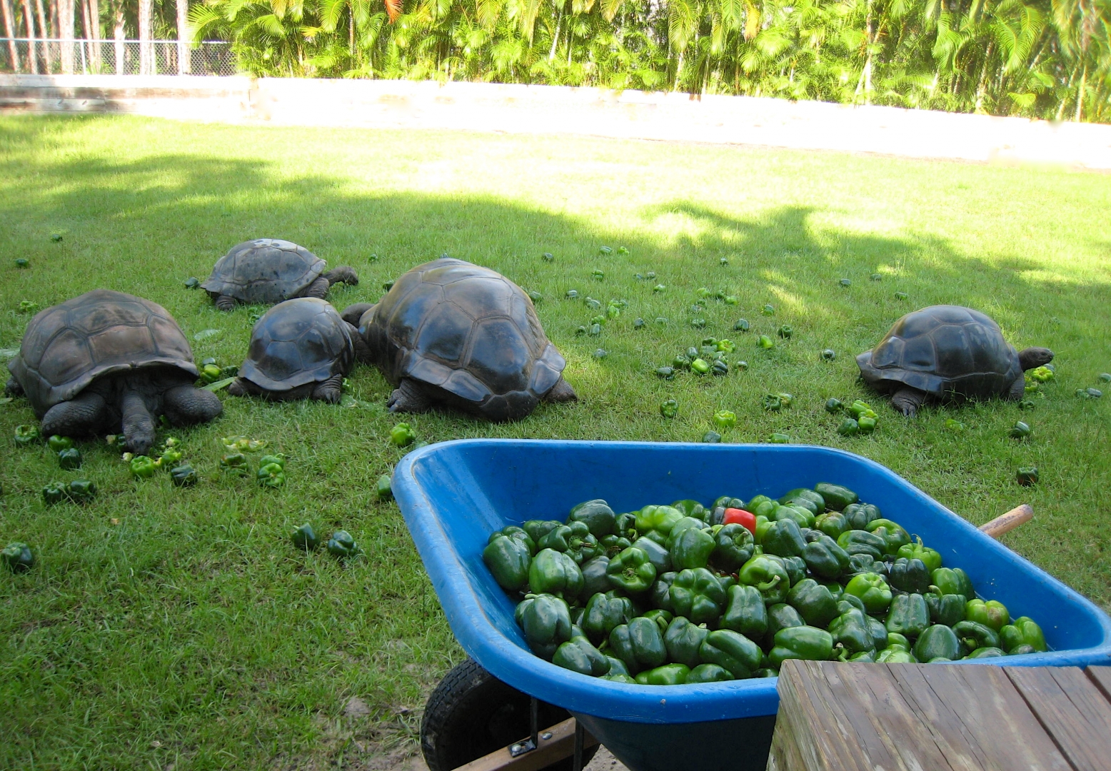 ALDABRA BREEDER