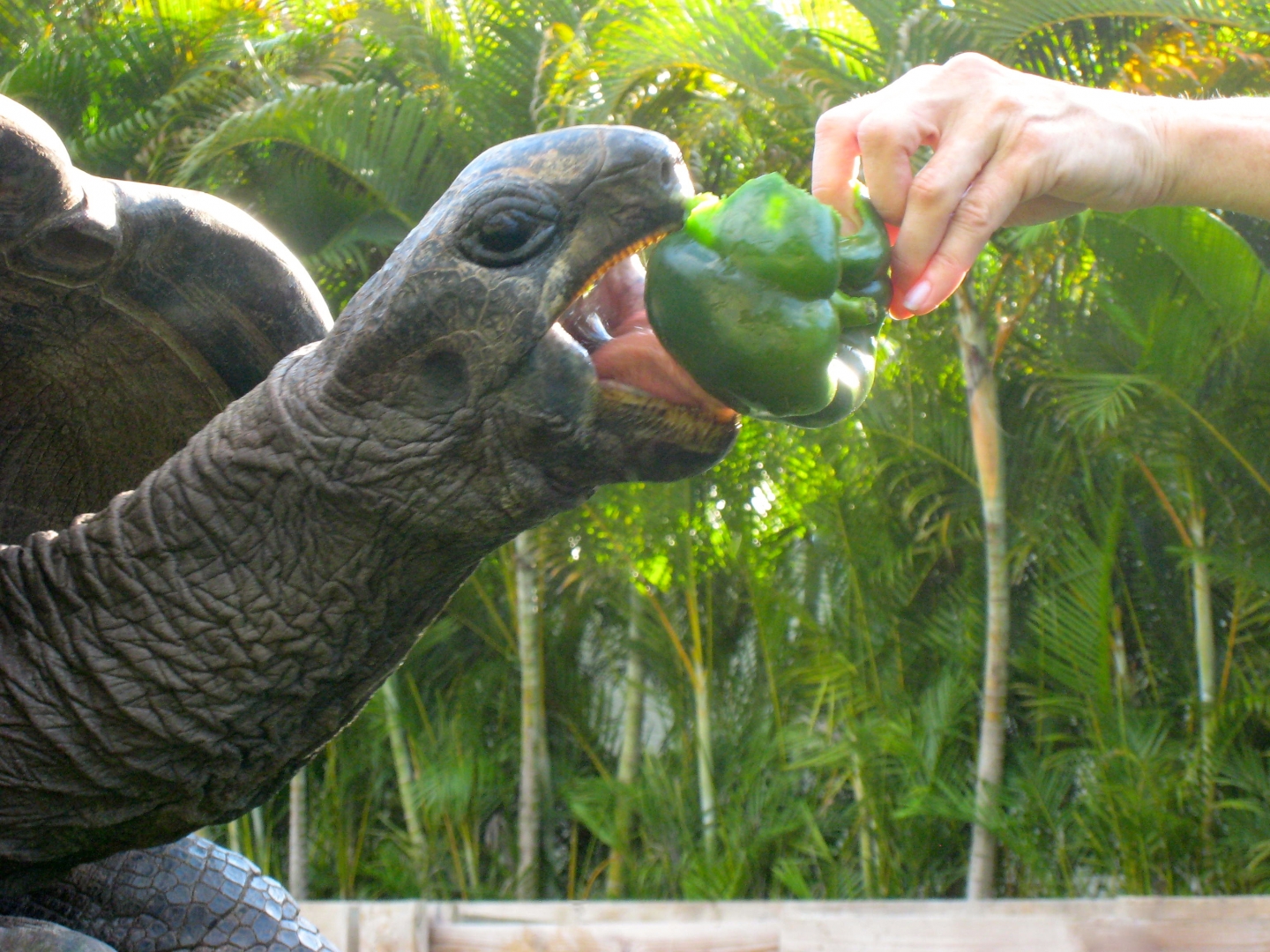 ALDABRA BREEDER