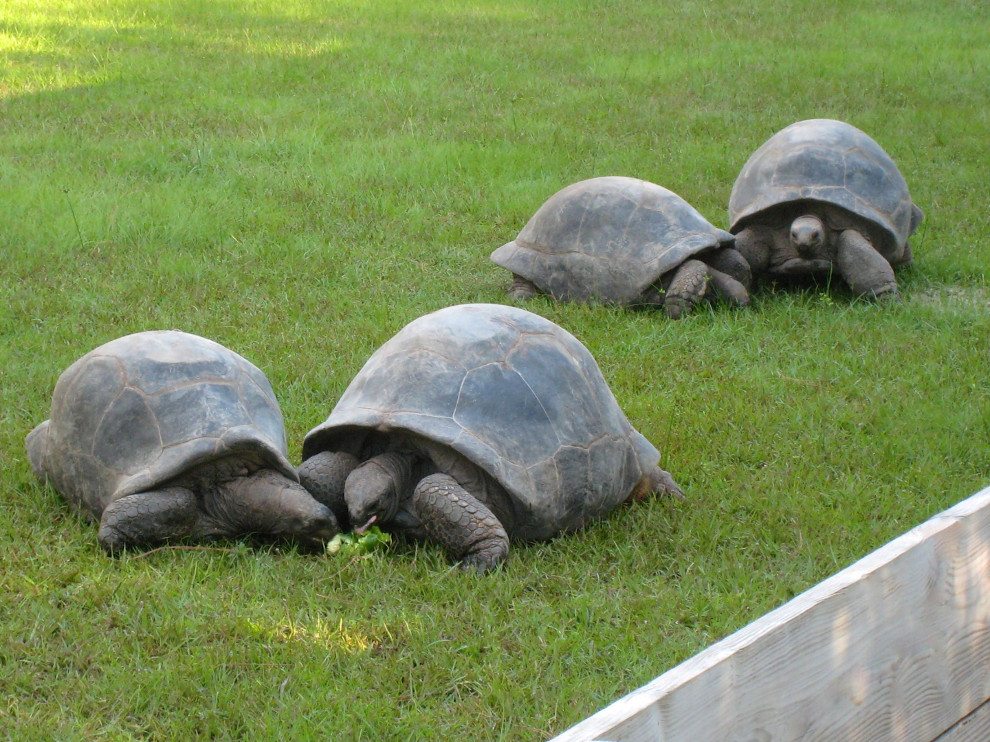 ALDABRA BREEDER