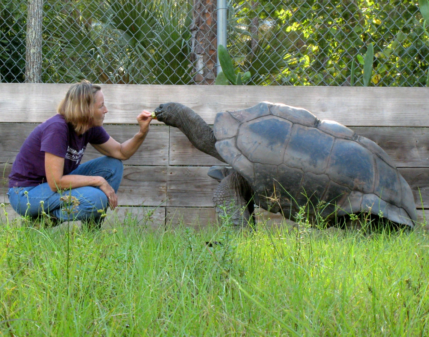 ALDABRA BREEDER