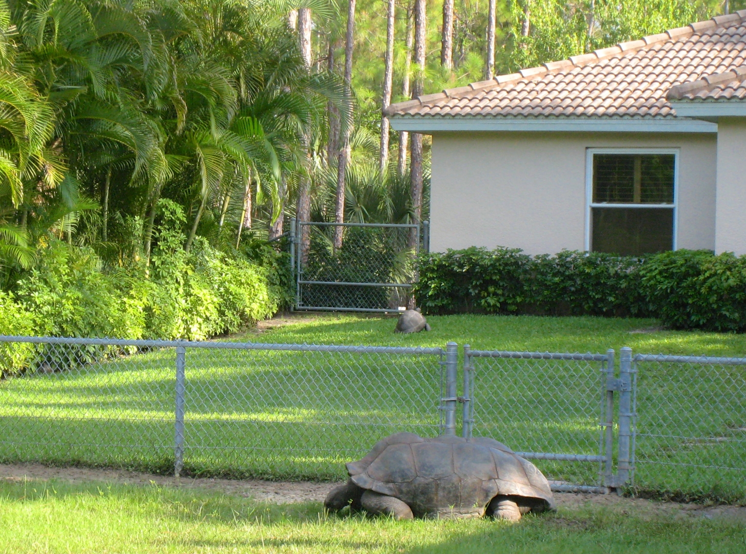 ALDABRA BREEDER