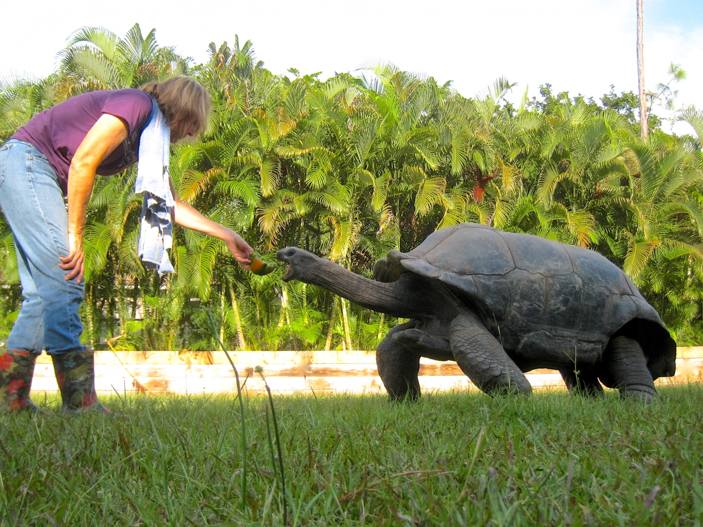 ALDABRA BREEDER