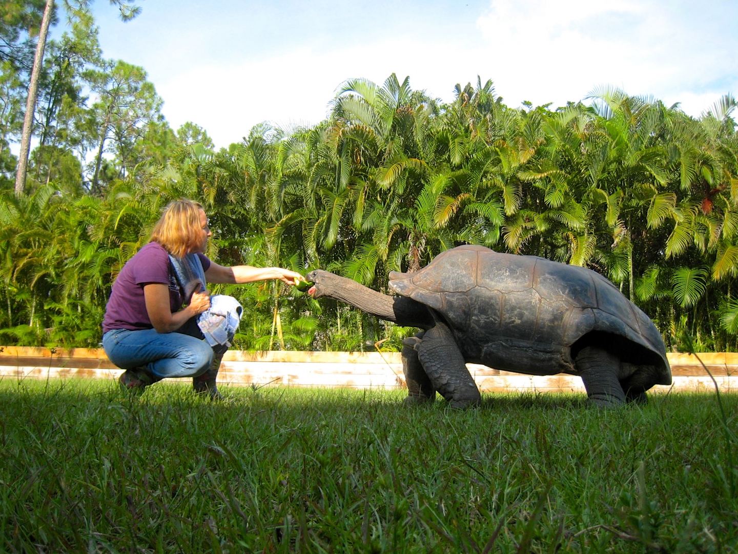ALDABRA BREEDER