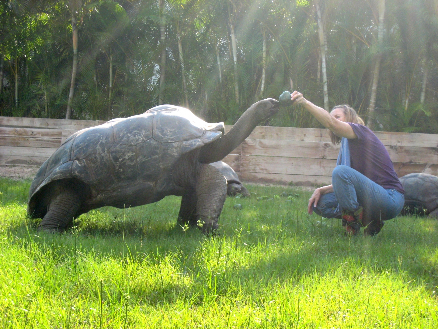 ALDABRA BREEDER