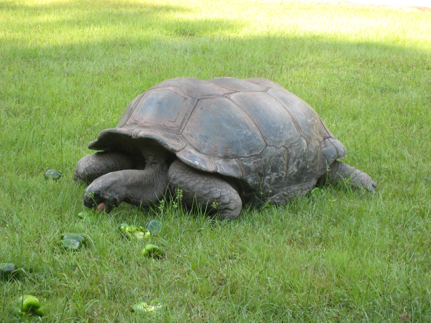 ALDABRA BREEDER