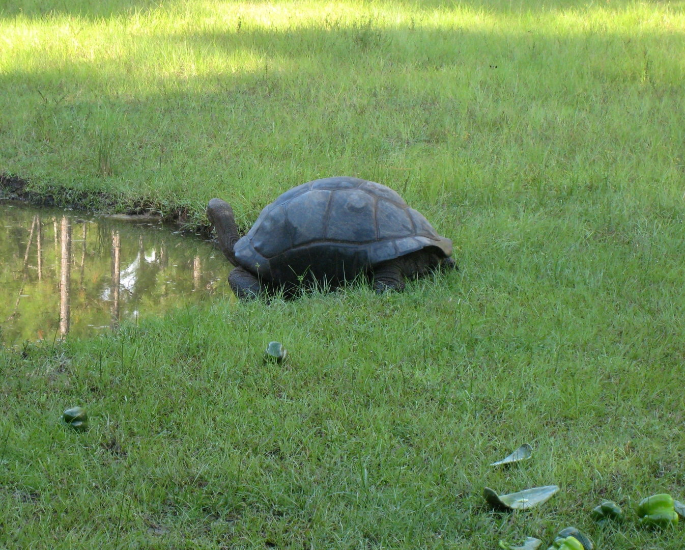 ALDABRA BREEDER