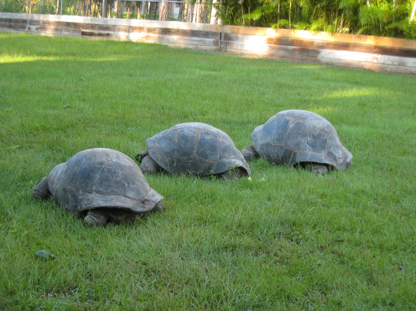 ALDABRA BREEDER