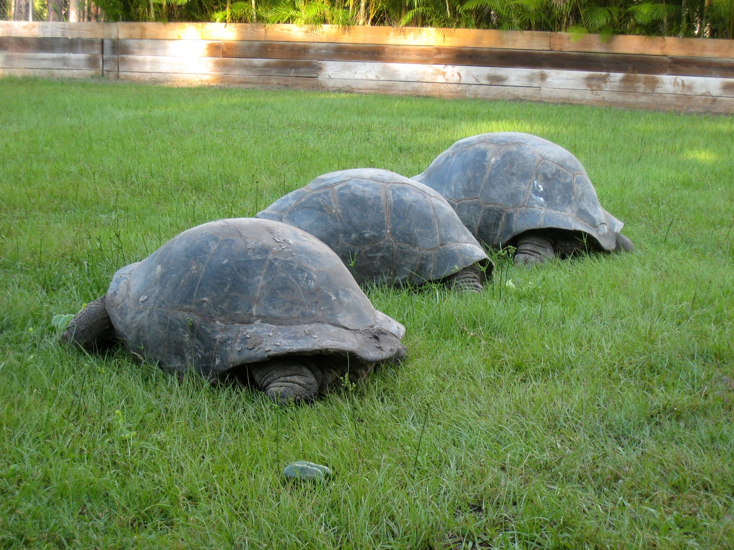 ALDABRA BREEDER