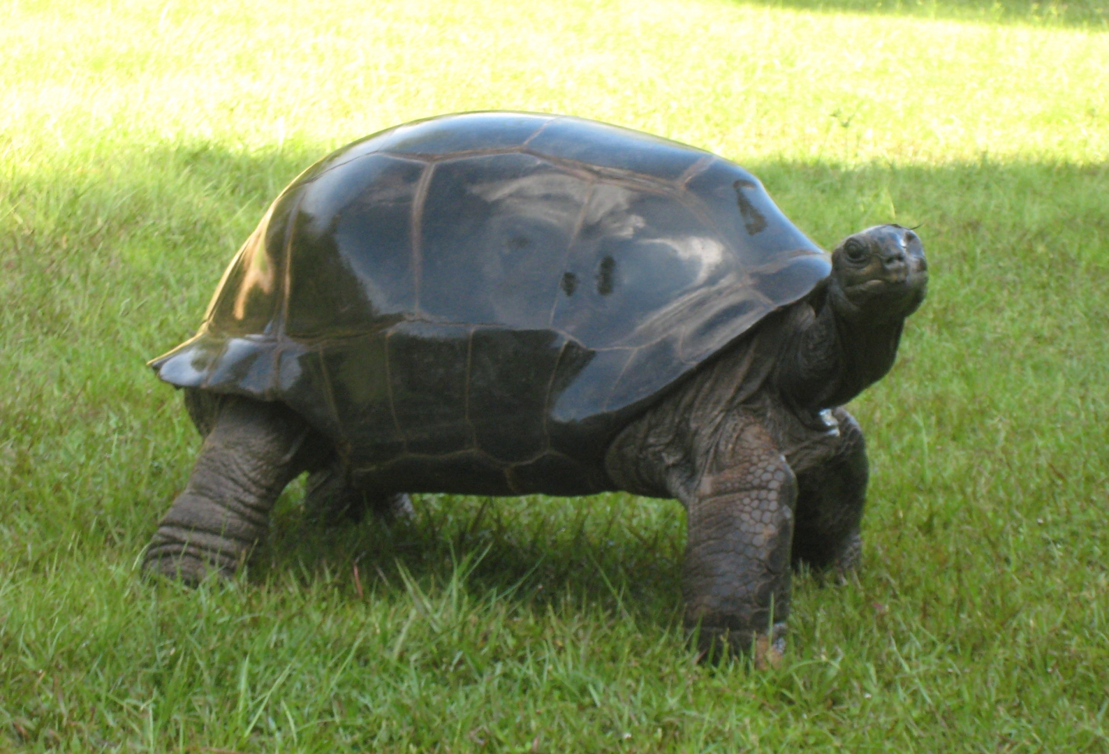 ALDABRA BREEDER