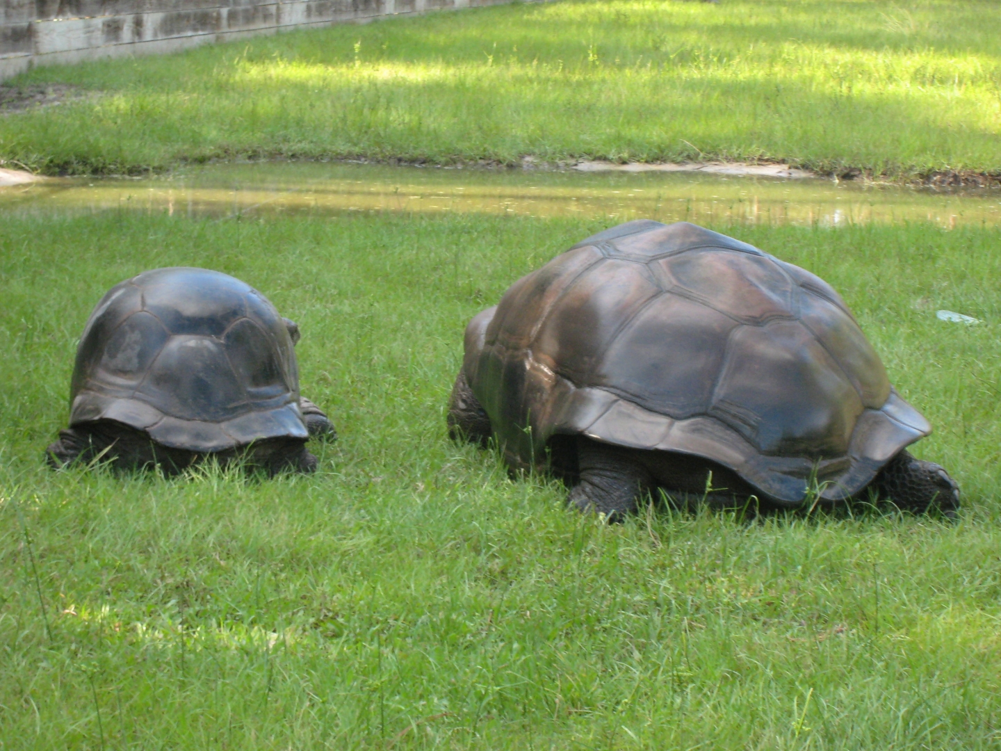 ALDABRA BREEDER