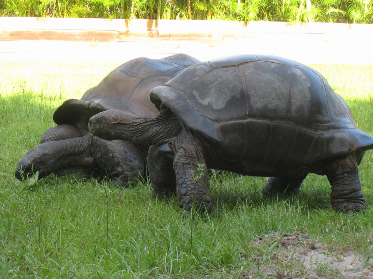 ALDABRA BREEDER