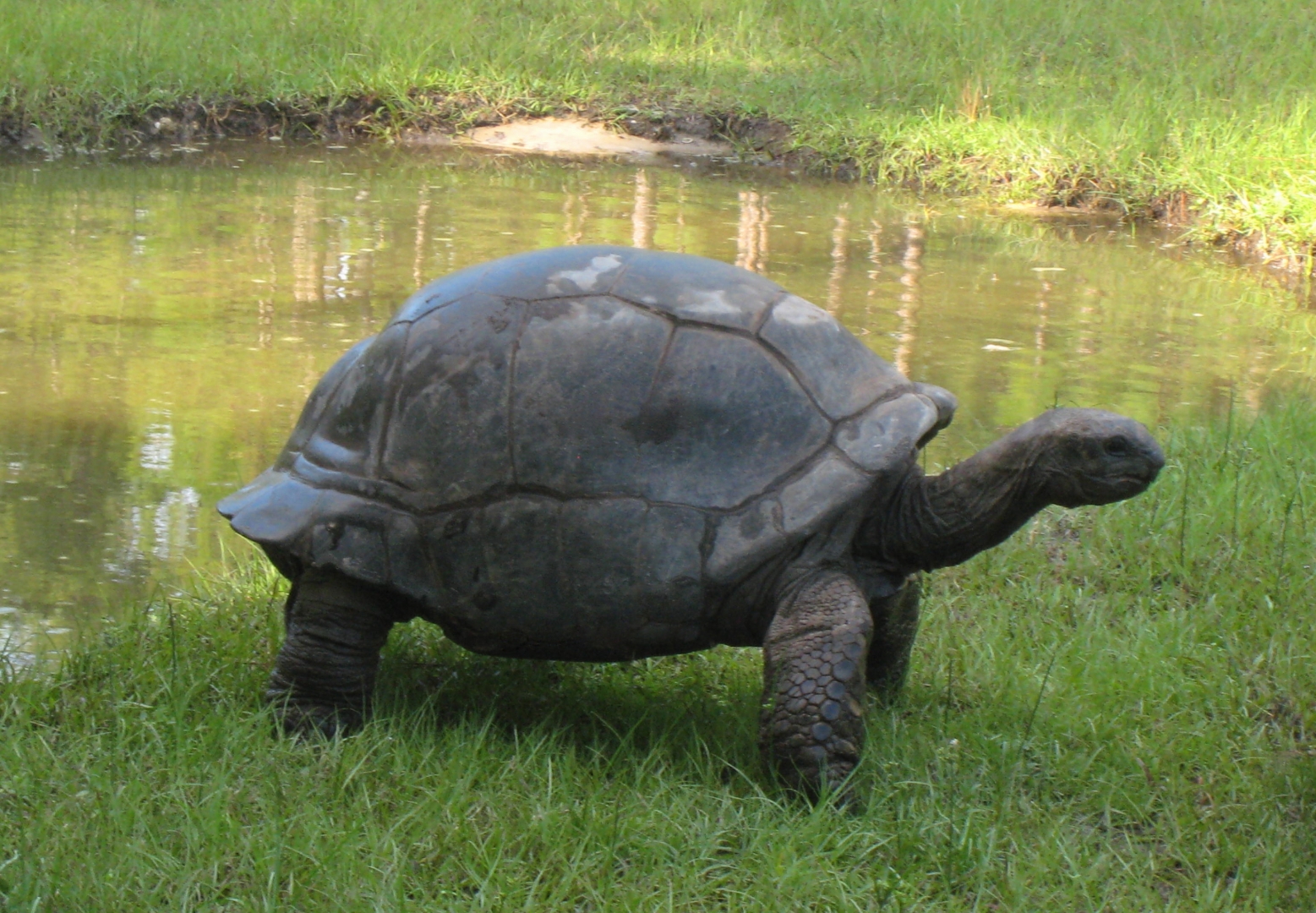 ALDABRA BREEDER