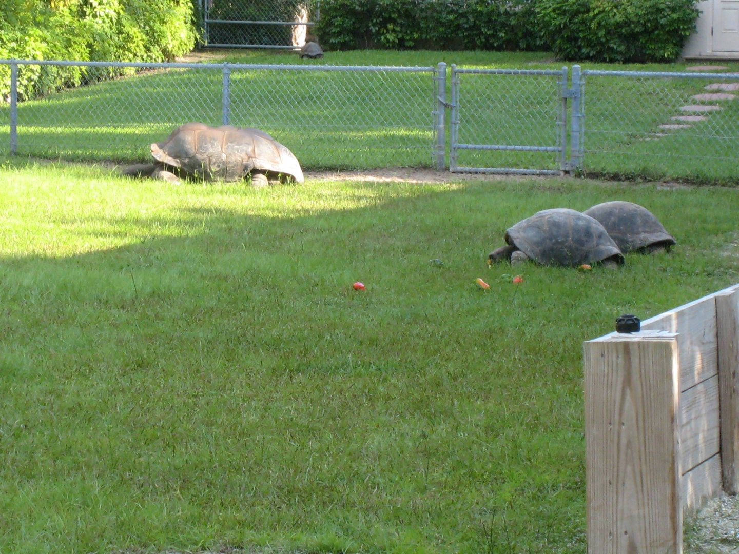 ALDABRA BREEDER