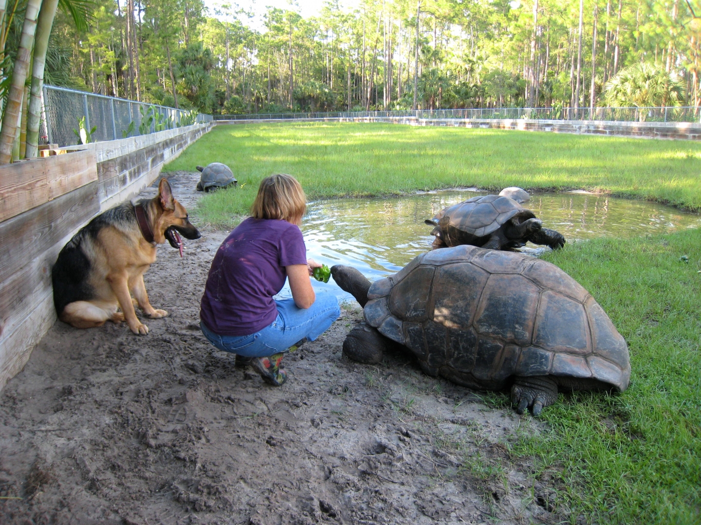 ALDABRA BREEDER