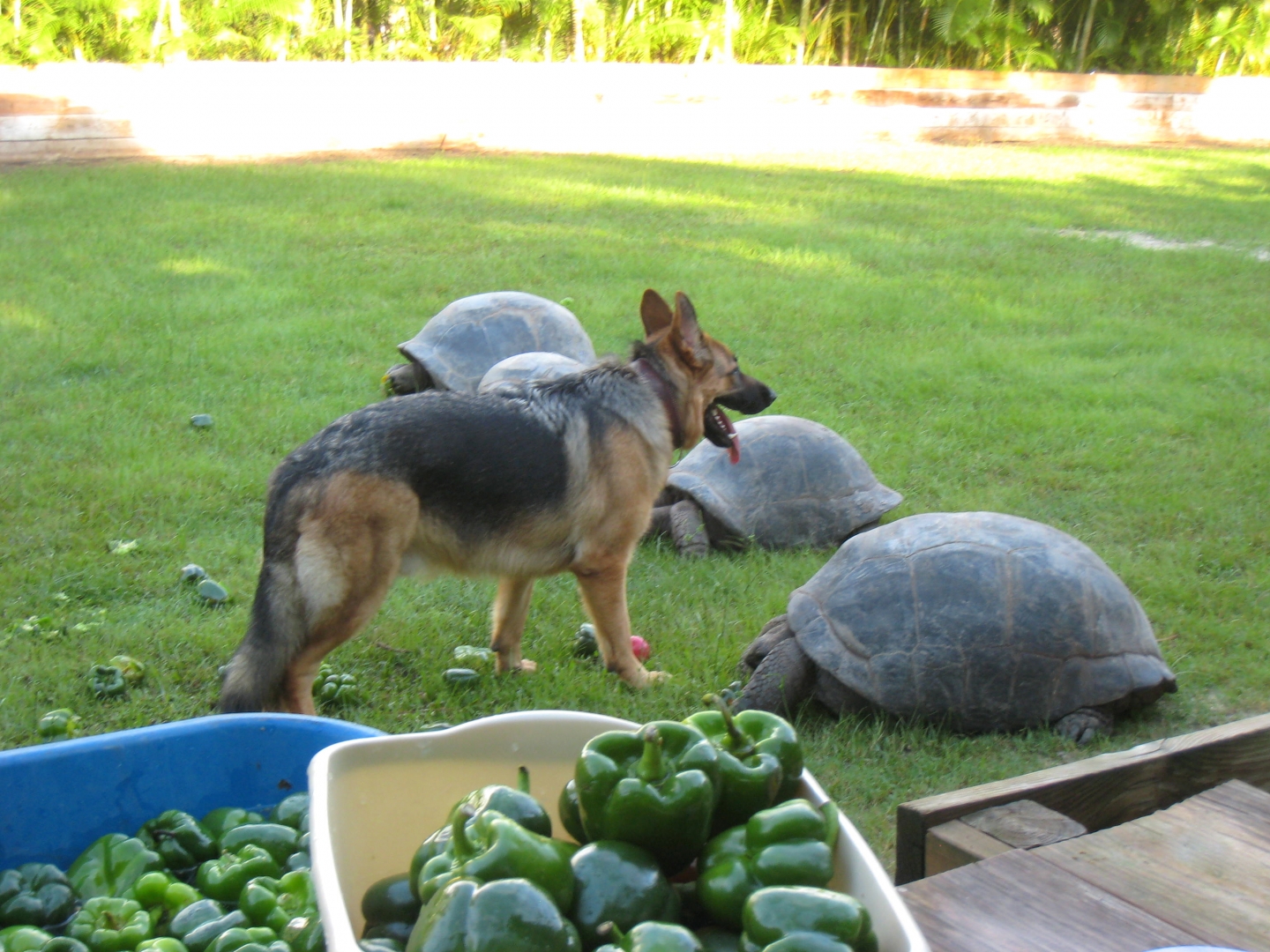 ALDABRA BREEDER