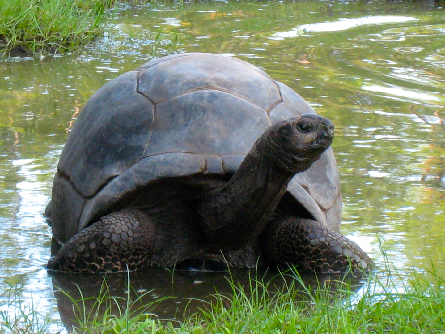 ALDABRA BREEDER