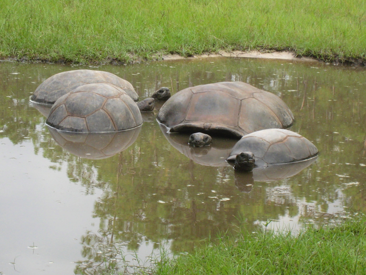 ALDABRA BREEDER