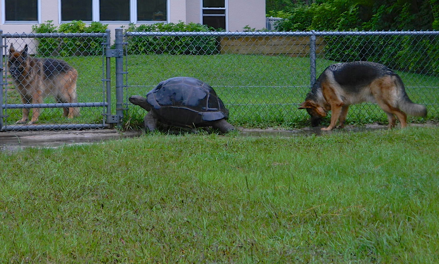 ALDABRA BREEDER