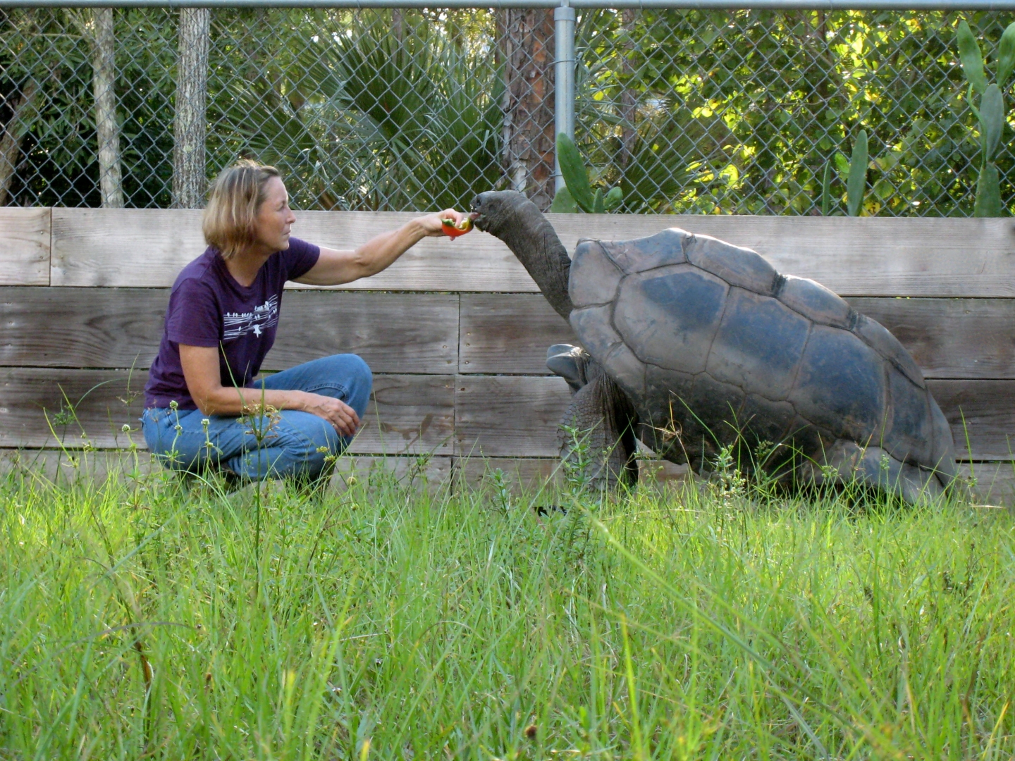 ALDABRA BREEDER