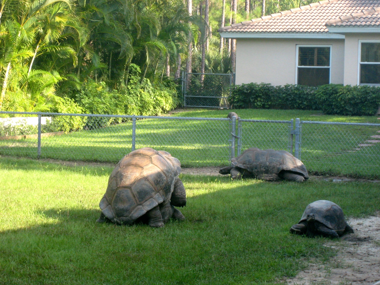 ALDABRA BREEDER