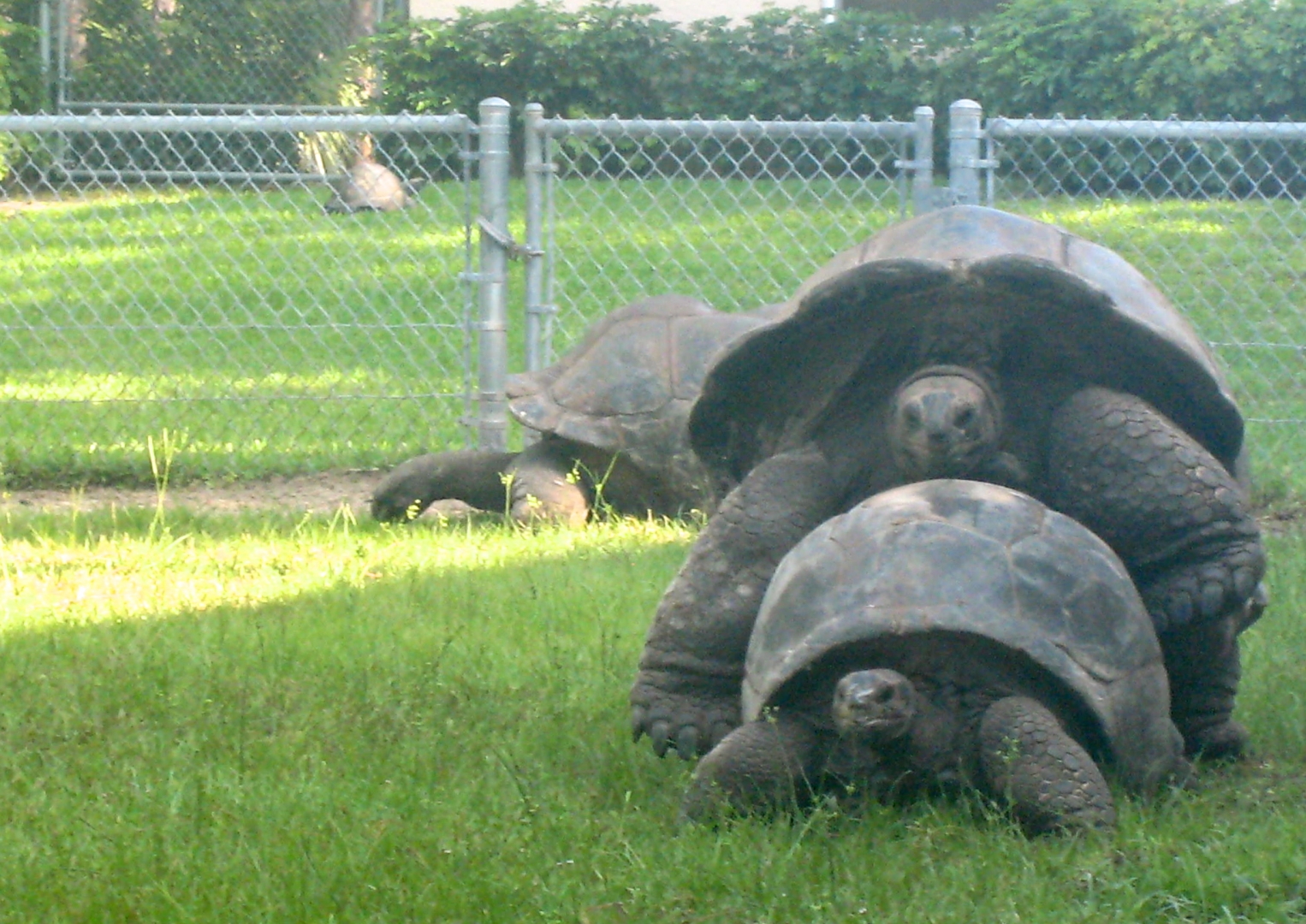 ALDABRA BREEDER