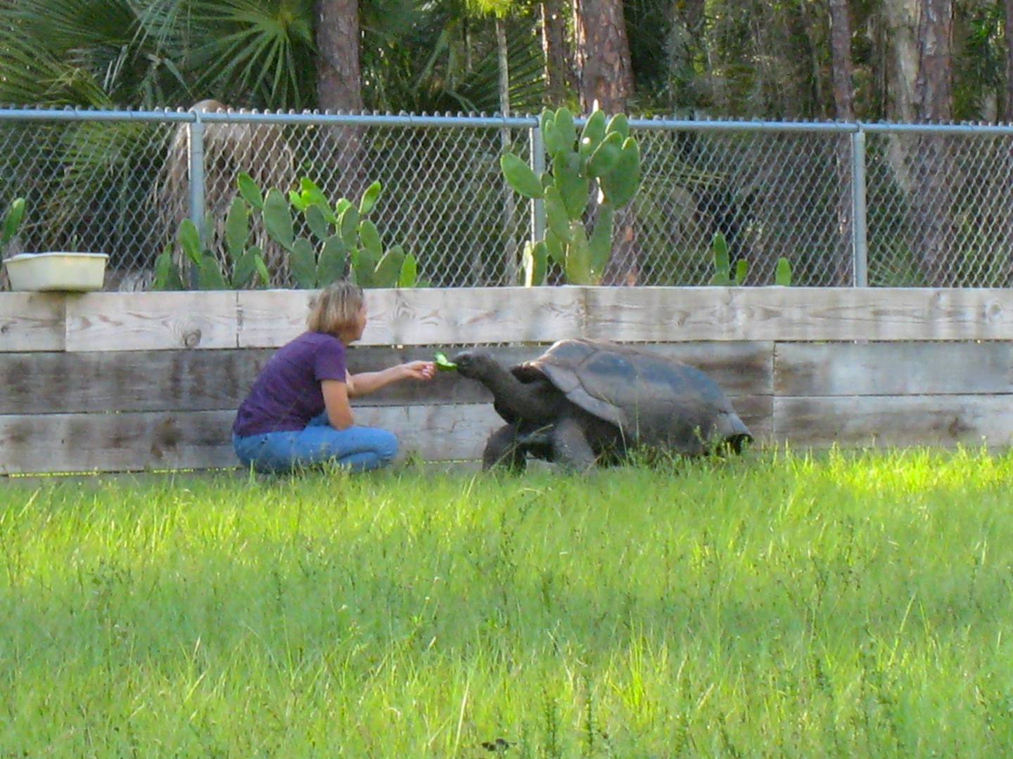 ALDABRA BREEDER