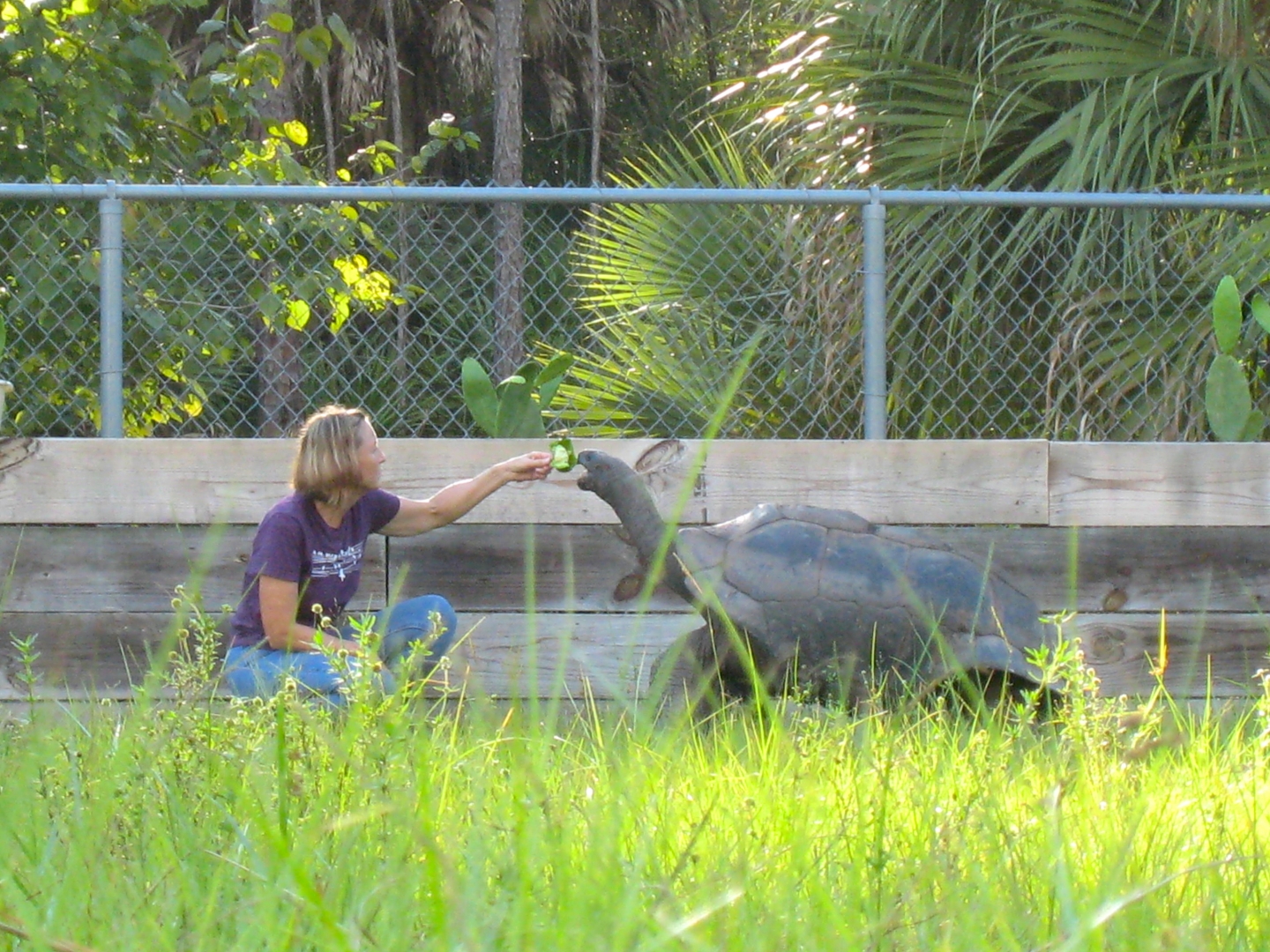 ALDABRA BREEDER