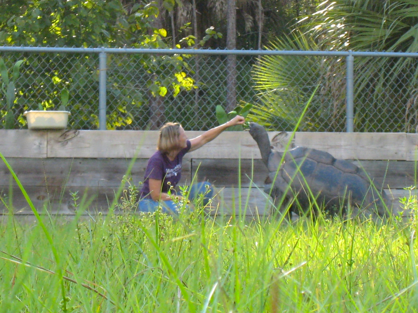 ALDABRA BREEDER
