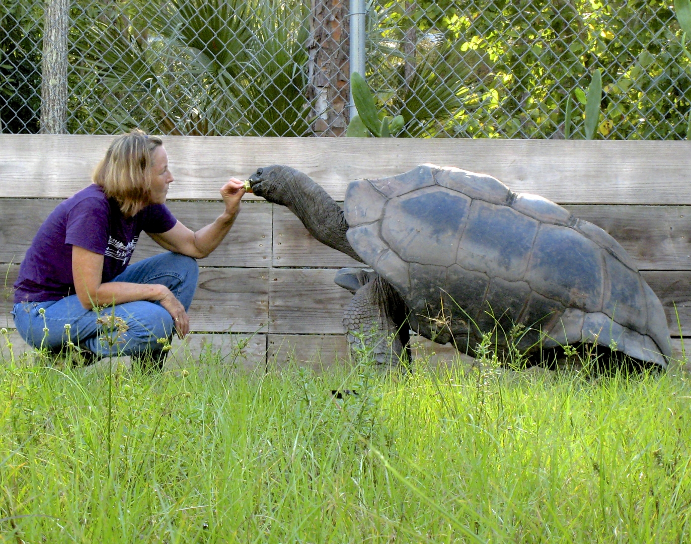 ALDABRA BREEDER