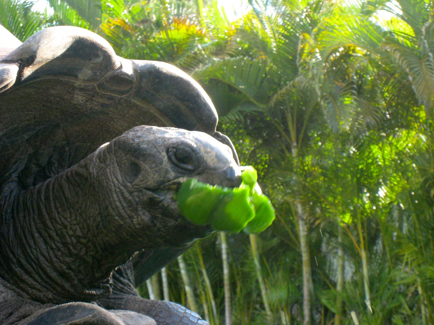 ALDABRA BREEDER