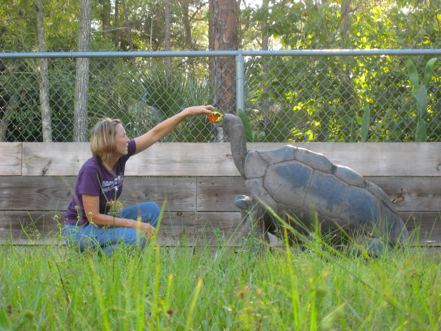 ALDABRA BREEDER