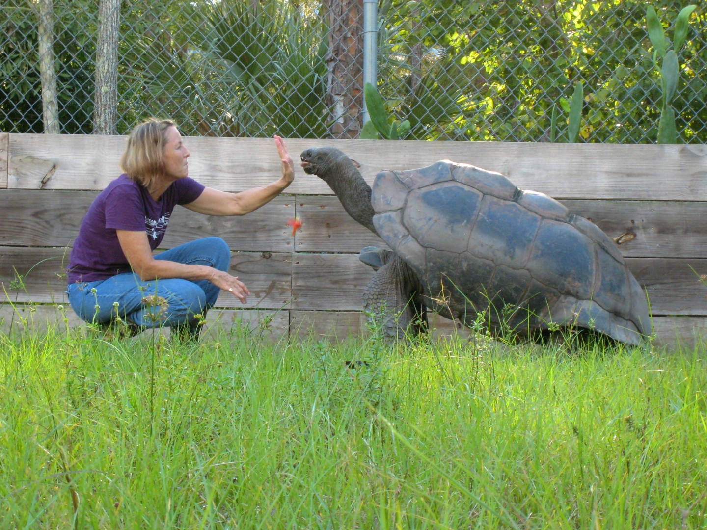 ALDABRA BREEDER