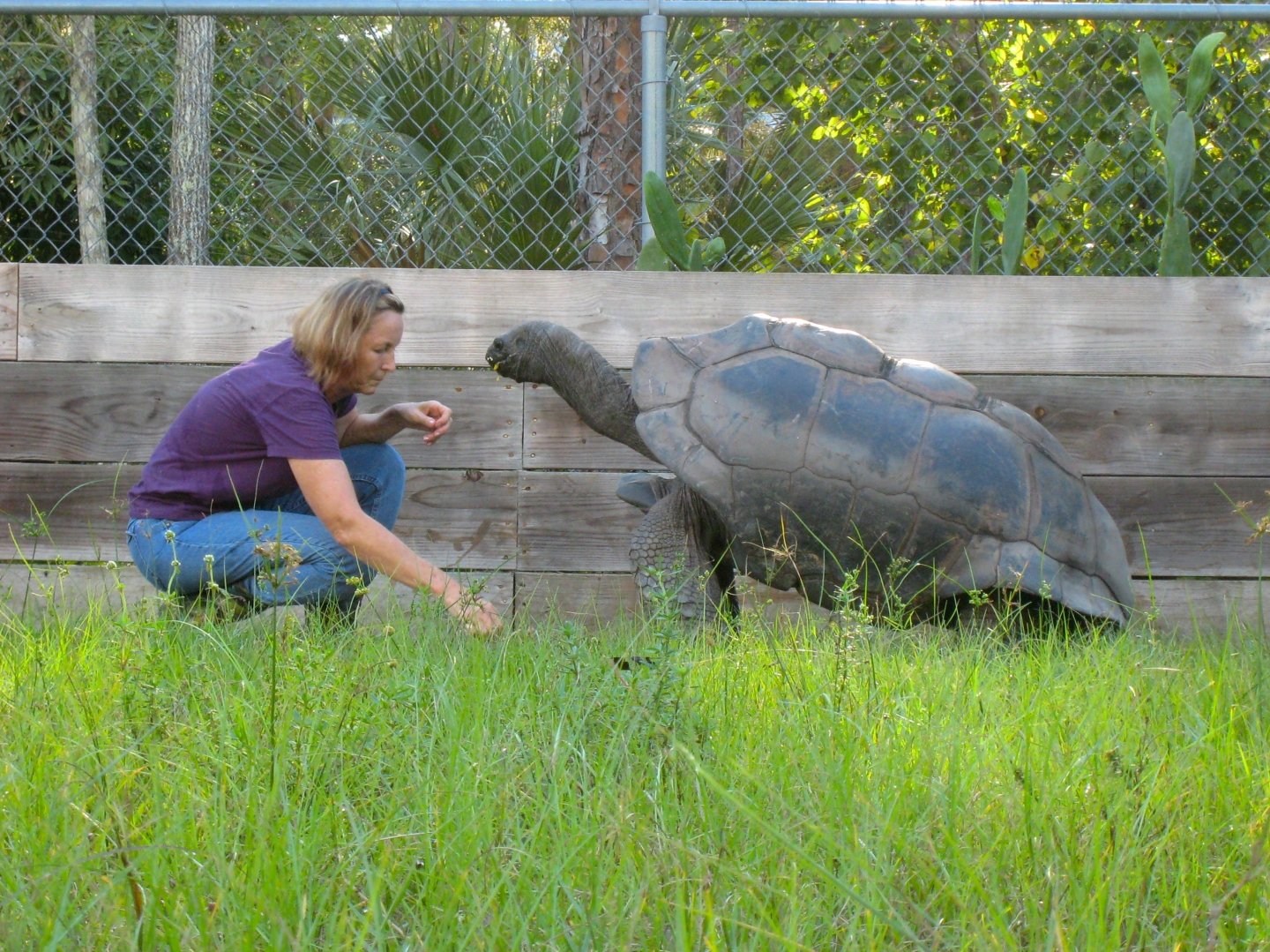 ALDABRA BREEDER