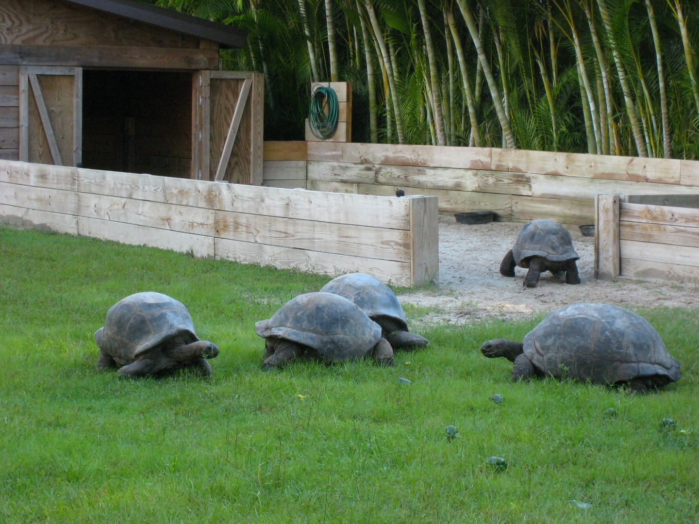 ALDABRA BREEDER