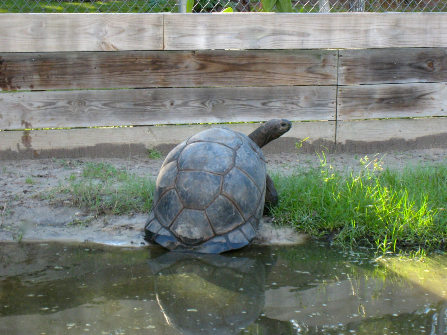 ALDABRA BREEDER