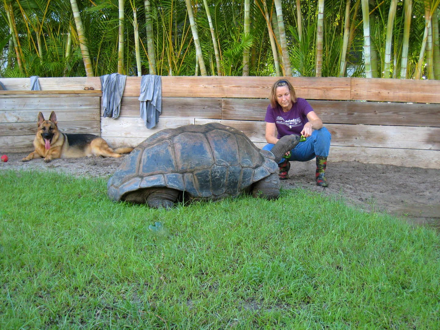 ALDABRA BREEDER