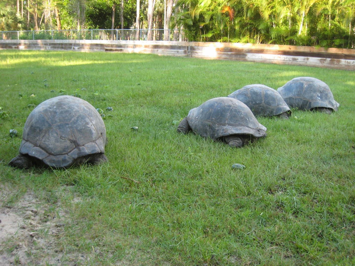 ALDABRA BREEDER